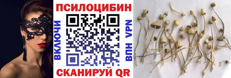 blacksprut как зайти  Ногинск  Псилоцибиновые грибы мицелий 