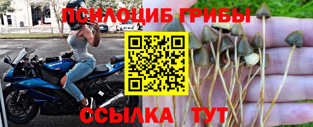 Псилоцибиновые грибы Cubensis  Вход с VPN  Ногинск 